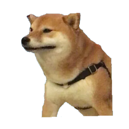 doge - Sticker 7