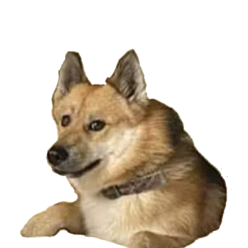 doge 4 - Sticker