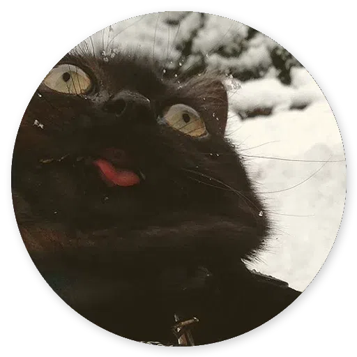 Stupid cats - Sticker 5